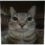 Funny Cat (Profile Picture)