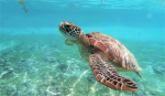 ¡¡Save the Turtles!!