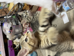 Therian cat