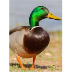 duck hole