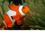 Fish.Kingdom