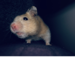 Burrito The Hamster ( OFFICAL GROUP )