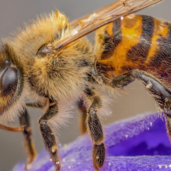 bee at the doorbell simulator