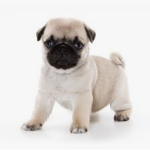 Team Pug group