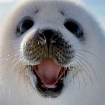 Seal Realm