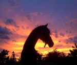 Wild horse island (trading)