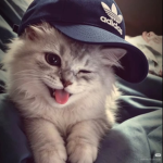 kittiikat