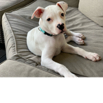 dogey boi