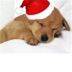 Puppy & Dog Lovers!