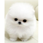 Rosiedogworld123