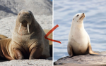 SEALS ARMY FOR LIFE