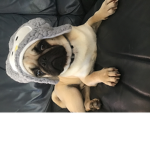 Pugs obviously