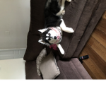 Husky club join my club and you’ll be happier
