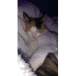 Cat Appreciation:)