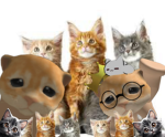 king kittens