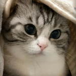 Suzukii