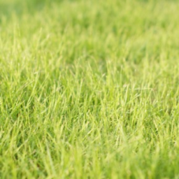 touch grass!