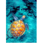 Turtle F@m