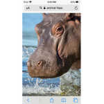 Hippo that hungry
