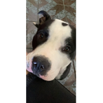 Dog pet puppy