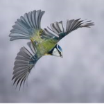 Clothes made by birds