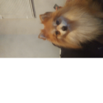 Join if u like animals and roblox!