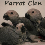 •Parrot Clan•