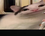 Mochi studioz