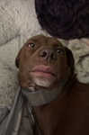 Alfie is so cuul