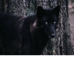 dat boi wolf