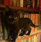 Join_if_you_love_kittens