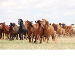 .THE HORSE OYMPICS.