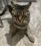 lufkil
