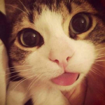 XxxcatzxxX
