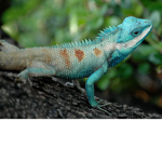 Awesome lizards