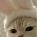robux (ignore this)