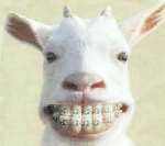 Goats goodies
