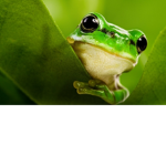 The frog queens group