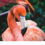 Flamingo-squad!!