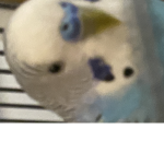 plshelp