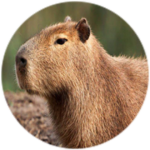 Capybara Store