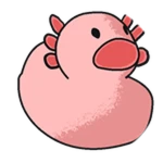 Duckxolotl