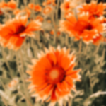 Flowers awesome