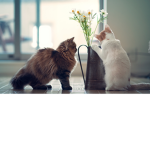 CatCuteLove