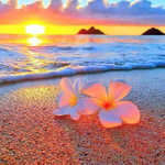 Aestheticsunny