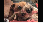 Tʜᴇ DOG ᴄᴜʟᴛ