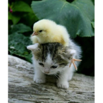 the animal froobs