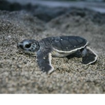 Turtle Fans<3