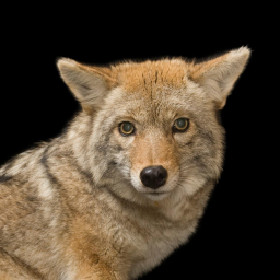 The White Coyotes Kingdom