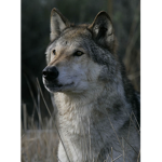 Wolves Life 3 fan club
